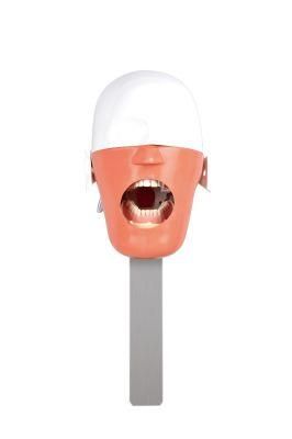 Phantom Head Model Used by Dentistry Students with Holder