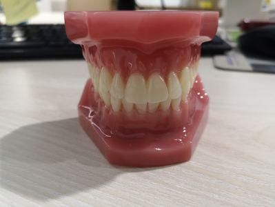 Dental Typodont for Clear Aligner