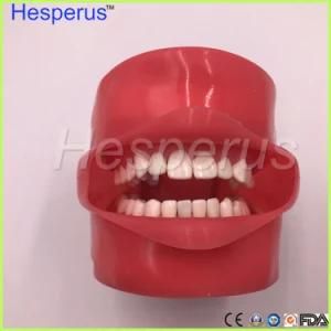 Dental Phantom Head for Dental School Teaching Model Hesperus