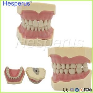 Dental Soft Gum Removable 28/32PCS Teeth Model with Resin Teeth