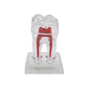 (Student Practice) Standard Teeth Artificial Enlarged Natural Tooth Dental Model
