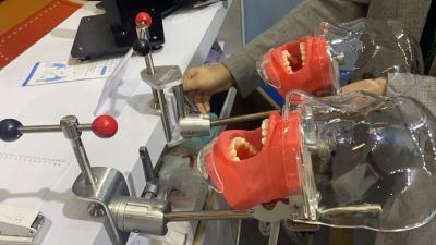 Dental Equipment Teaching Study Dental Teeth Education Model