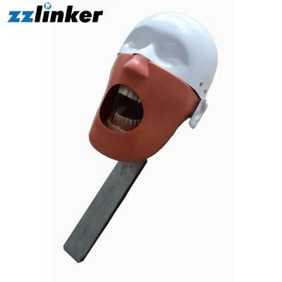 Lk-OS23 Dental Education Use Manikin Phantom Head Mould Supplier