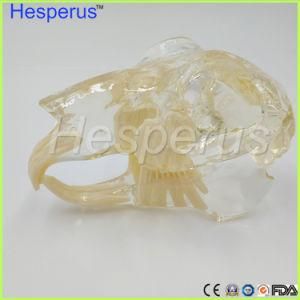 New Rabbit Tooth Jaw Model Veterinary Teaching Rabbit Tooth Transparent Professional Model