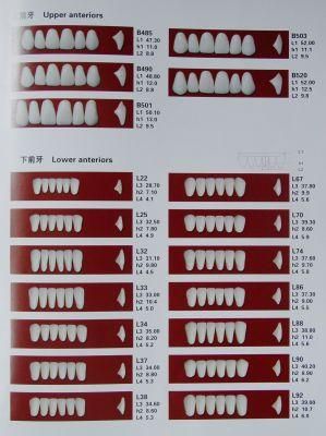 Multi-Layer Synthetic Resin Teeth of Dental Material