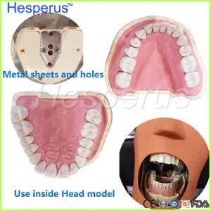 Dental Soft Gum Removable 28/32PCS Teeth Model Nissin 200 Compatible Hesperus