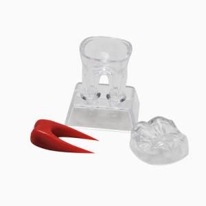 Natural Tooth Dental Model/Standard Teeth Artificial Enlarged for Student Practice