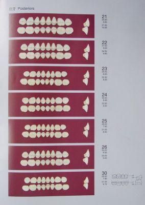 Dental Lower Anteriors Porcelain Teeth