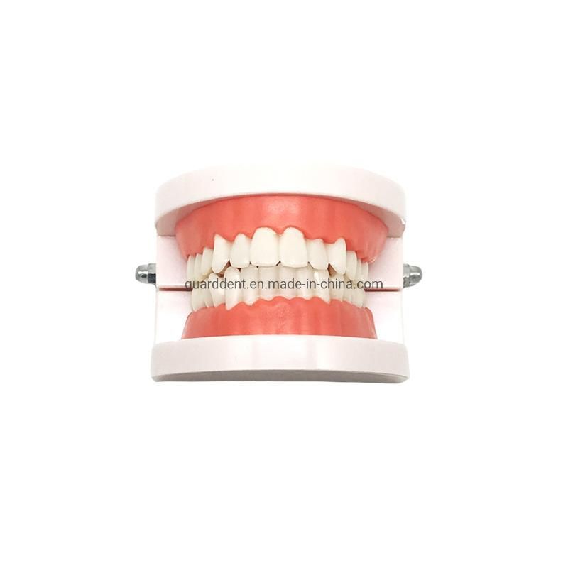 Denture Teeth Model Denture Falseteeth Acrylic Model for Teaching Use