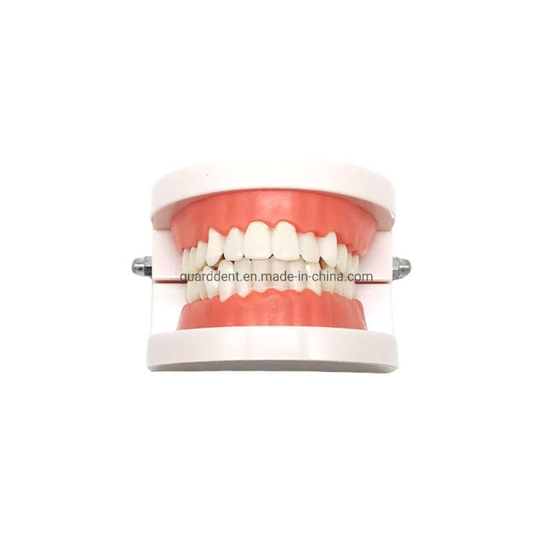 Denture Teeth Model Denture Falseteeth Acrylic Model for Teaching Use
