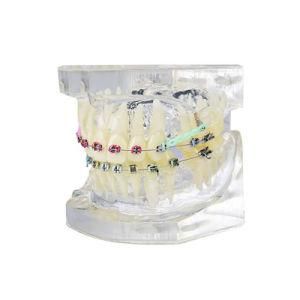 Dental Products Dental Models Tooth High Quality Dental Typodont Models