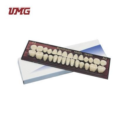 Two Layers Synthetic Artificial Resin Teeth for Sale