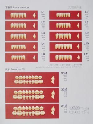 Acrylic Synthetic Teeth