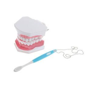 Teeth Teachering Model /Temovable Orthodontic Dental or Pathological Dental Model