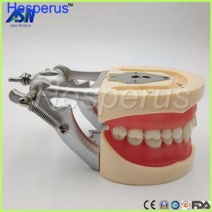 Typdont Standard Teeth Model for Abutment