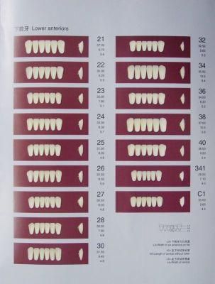 Porcelain Denture Teeth