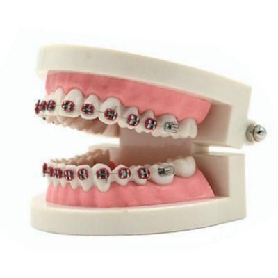 Wholesale Dental Model Oral Model Orthodontic Model