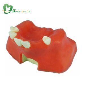 Dental Teeth Education Teaching Exercise Model Sinus Practise Model